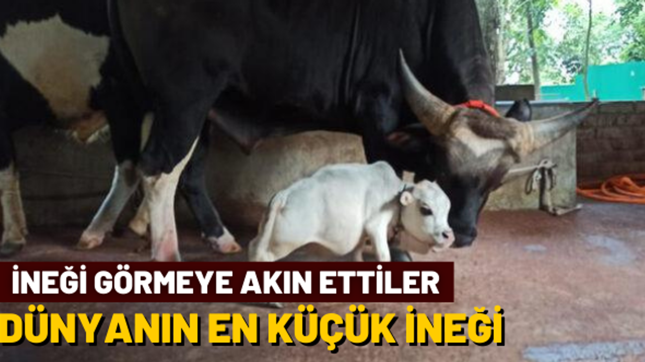 Binlerce kişi cüce ineği görmek için akın etti