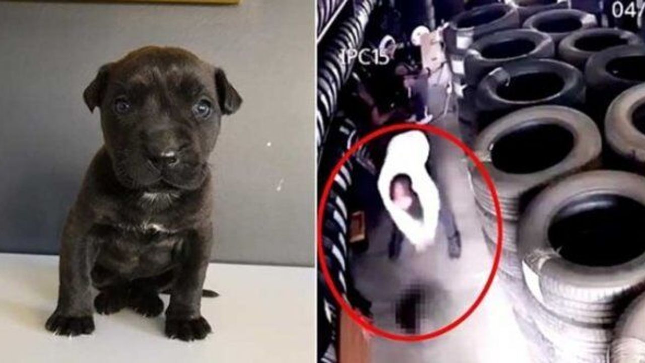 Yavru köpeği yere vurarak öldürmüştü: Mahkeme 'mala zarar verme' olarak değerlendirdi!