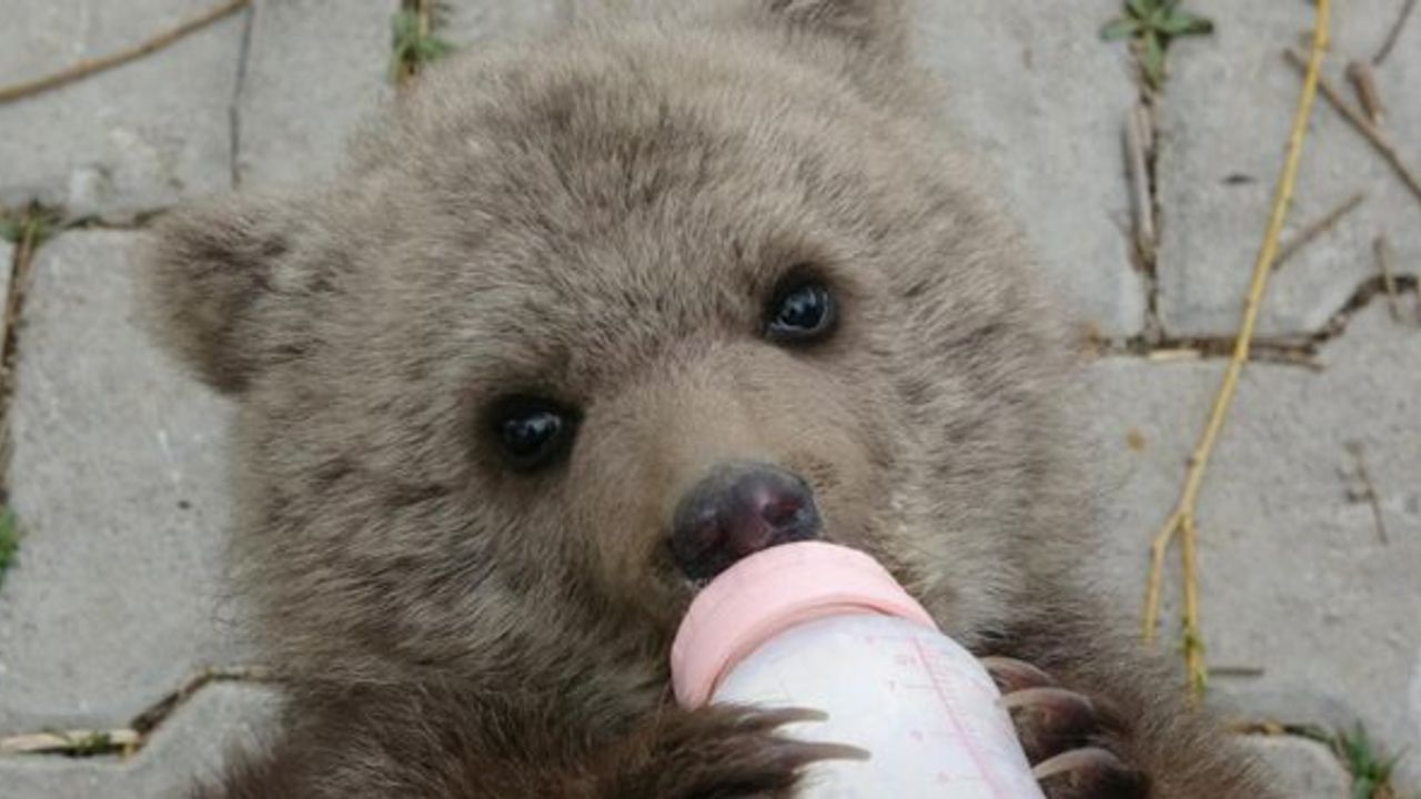 Sevimli ayı yavrusuna bebek gibi bakıyorlar