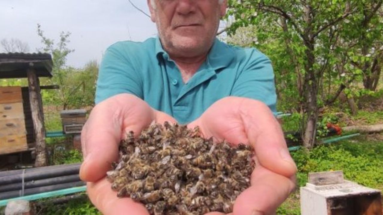 Yüzlerce kovan arı telef oldu