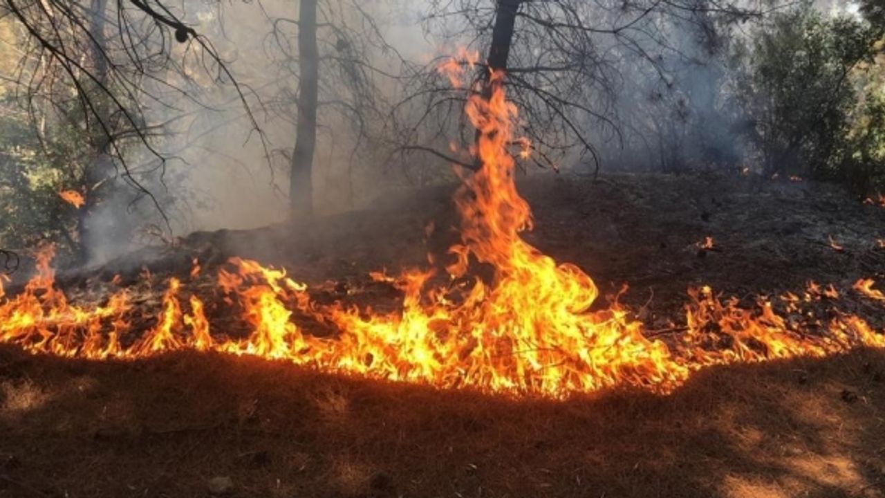 8 ayda 455 orman yangını çıktı!