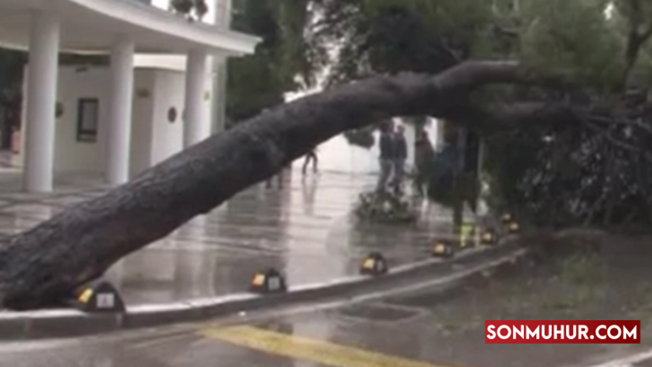 Kültürpark önündeki 15 metrelik ağaç devrildi