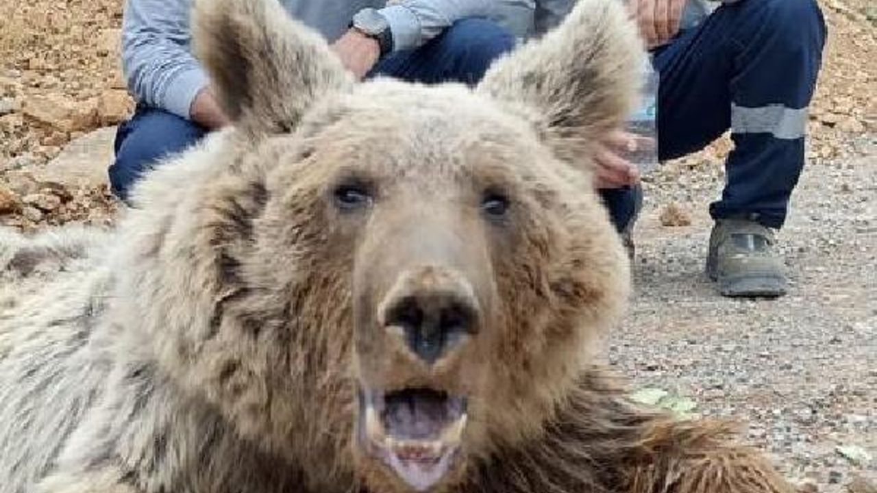 Dağdan kopan kaya parçalarıyla yaralanan ayı tedaviye alındı