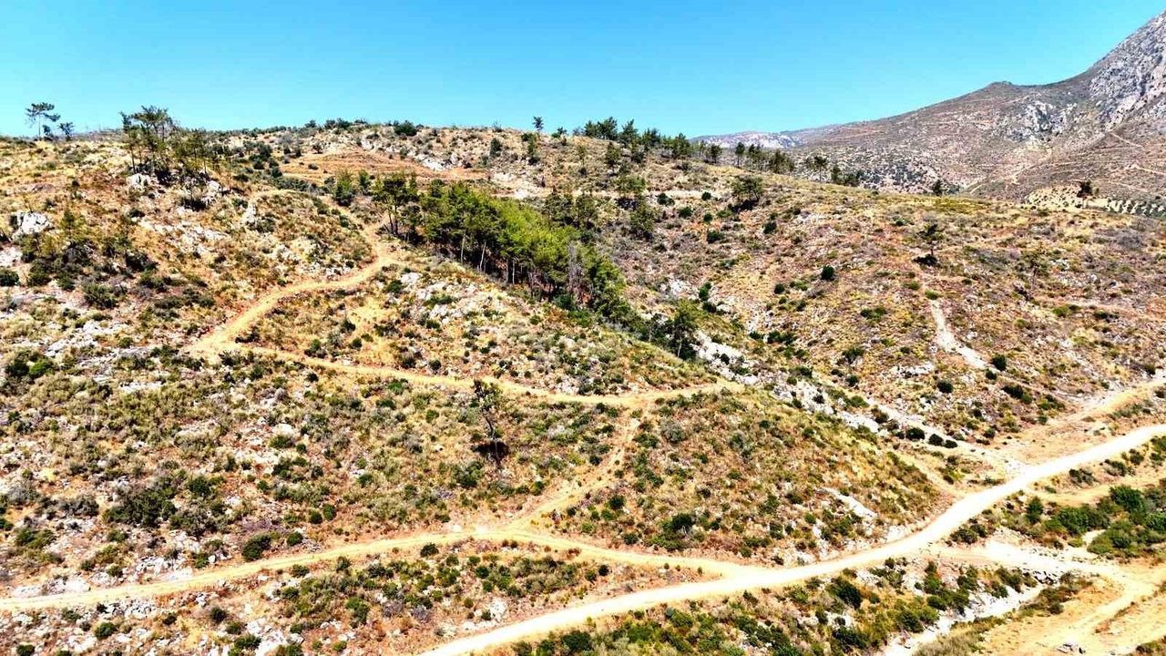 Çökertme ormanları 5 yılda yeniden yeşerdi