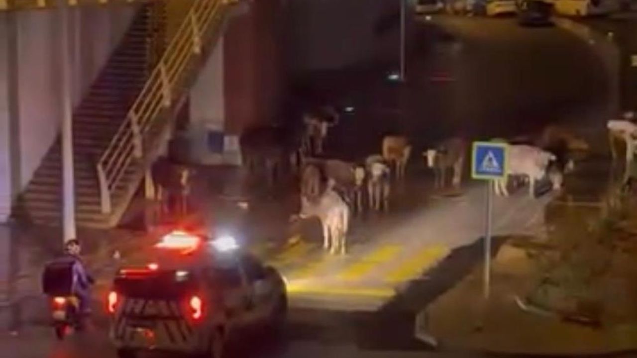 Çiğli’de trafiği kapatan ineklere polislerden gülümseten anons!