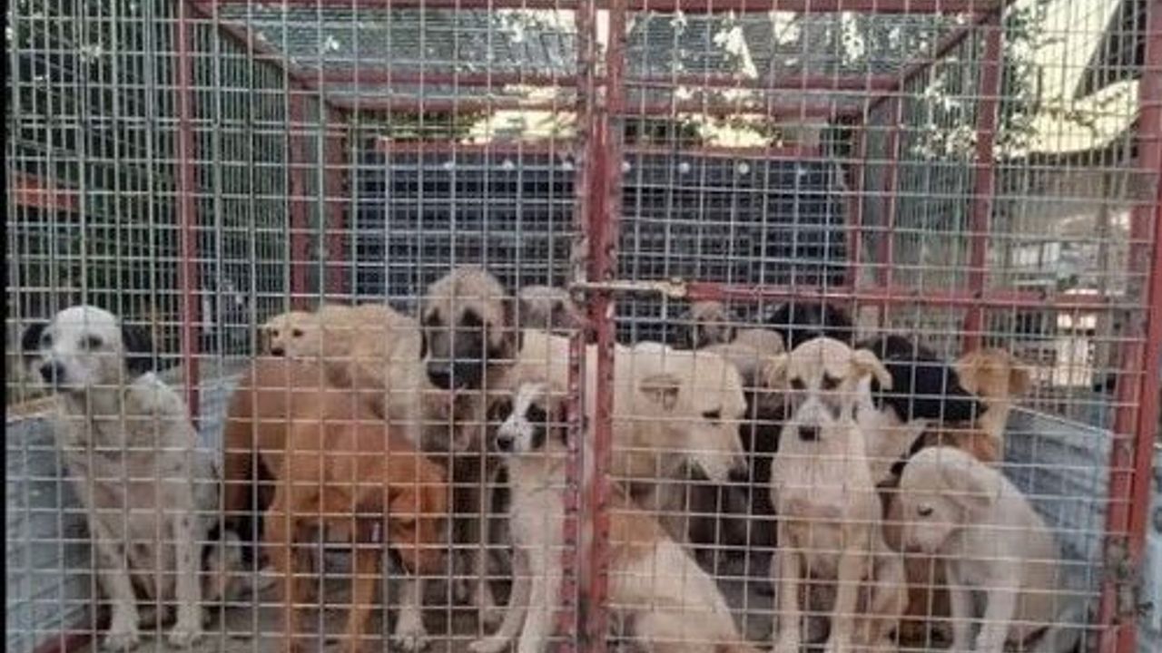 Kampüsteki köpeklerin toplanması tartışmasında Ege Üniversitesi sessizliğini bozdu