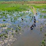 Görenler Afrika sandı. Ebrar Gölü'ndeki görüntüler Serengeti belgesellerini aratmadı
