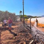 Marmaris'te zirai alan yangını! Alevler ormana ulaşmadan söndürüldü
