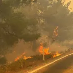 SON DAKİKA Balıkesir Gömeç'teki yangında 2 tutuklama! Çıkış nedeni belli oldu!