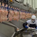 Ünlü tavuk firmasında zehirlenme vakası! 34 işçi hastanelik oldu