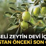 Ege'nin 40 yıllık zeytin devinde kriz derinleşti: İflastan önceki son çıkış!