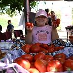 Karşıyaka'da Yamanlar Domatesi mesaisi başladı!