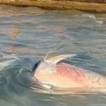 İzmir’de ölü orkinosların nedeni belli oldu! O bakteri tespit edildi