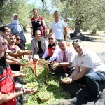 Türkiye'de sezonun ilk zeytin hasadı İzmir Dikili'den!