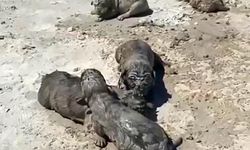 Antalya'da yavru köpeklere beton atık suyu katliamı
