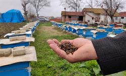 Bursa’nın İnegöl ilçesinde toplu arı ölümleri yaşandı