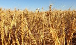 Slovakya da Ukrayna tahıl ithalatını durdurdu