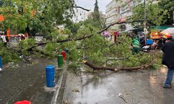 Başkentte fırtına ağaçları devirdi, yol kapandı