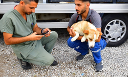 İzmir’de bir yılda 25 bin kedi ve köpek kısırlaştırıldı
