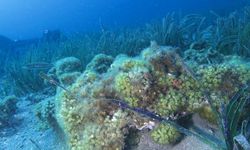 Taş mercanlar yok olma tehlikesi ile karşı karşıya 