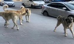 İstanbul Valiliğinden 39 ilçeye "sokak köpeklerini toplayın" talimatı