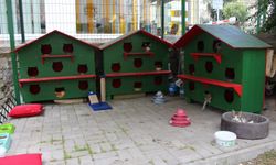 Zübeyde Hanım Parkı’nın kedileri yeni evlerine kavuştu