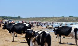 İstanbul’da sıcaktan bunalan inekler, vatandaşlarla aynı plajda serinledi