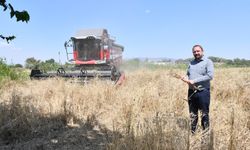İlk defa belediye arazisinde buğday hasadına başlandı