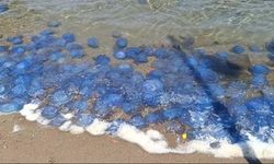 Foça'daki denizanası istilasında olağan şüpheliler; sıcak ve kirlilik!