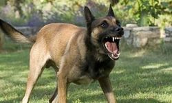 Köpek avukatı ısırdı, İzmir Büyükşehir Belediyesi 15 bin TL ceza aldı