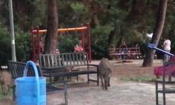 Çocuklar parkta oynadı, domuz sürüsü yiyecek aradı
