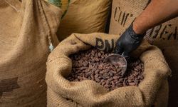 Londra'da kakao fiyatı 46 yılın zirvesini gördü