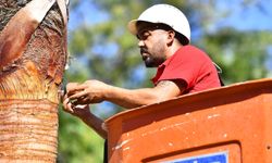 İzmir’in palmiyeleri için alarm sistemi