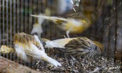 Kanarya ve papağan tahliyesinde 4 kuş öldü