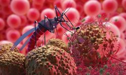 Yunanistan'da Batı Nil Virüsü 20 can aldı