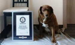 Dünyanın en yaşlı köpeği Bobi son nefesini verdi