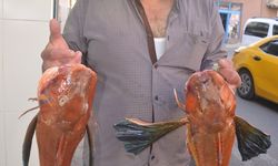 Sinop'ta bir vatandaş 5 kilo kırlangıç balığı yakaladı
