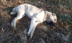 Çiftliğe atılan etten yiyen 5 Kangal köpeğinden 3'ü öldü