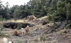 Hayvanlarını otlatırken ayılarla karşılaştı