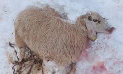Aç kurtlar Hakkari Durankaya'da: 30 küçükbaş hayvan telef oldu