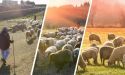 Sürü yöneticisi (Çoban) istihdam desteği uygulaması başladı