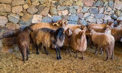 İzmir'in nesli tükenmekte olan Kaçeli koyunları, Olivelo Yaşayan Parkı'nda koruma altına alındı