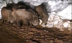 Yiyecek arayan domuz sürüsü köy yolunda görüntülendi