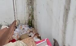 Kağıthane'de kediye taş atanlara cezai işlem: Görüntüler tepki çekti