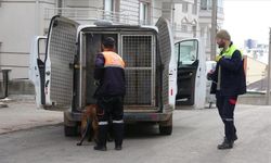 Sivas'ta köpek saldırısı: 4 yaralı