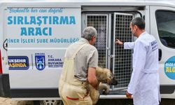 Ankara Büyükşehir Belediyesi, 4 bin 800 sahipsiz hayvanı rehabilitasyona gönderecek