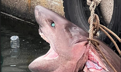Mersin'de kıyıya 4 metrelik cam göz köpekbalığı vurdu