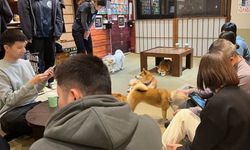 Takeshita Caddesi'nde kafeler hayvanseverleri ağırlıyor