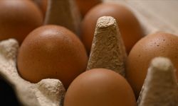 Türkiye'den Rusya'ya yumurta ithalatı devam ediyor