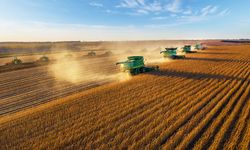 Çin'de tahıl üretimi rekor kırdı